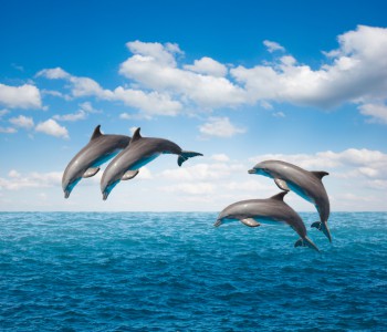 pack of jumping dolphins
